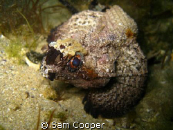 Goblin Fish by Sam Cooper 